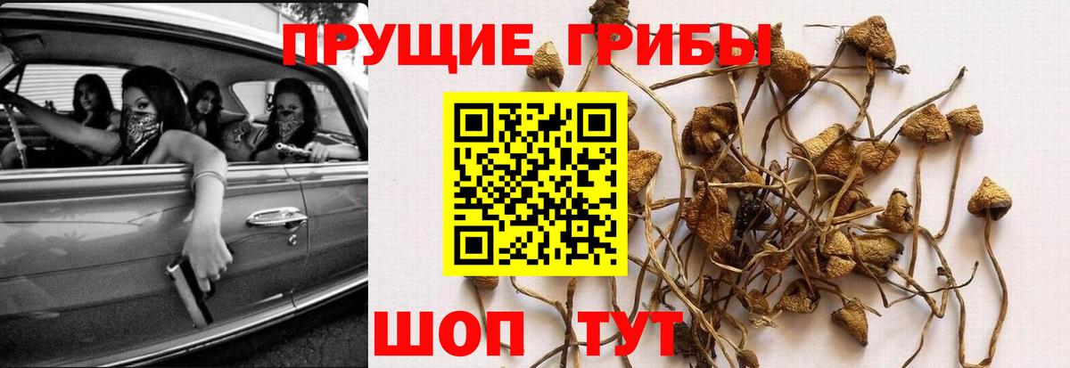Уварово  Галлюциногенные грибы Psilocybine cubensis  Вход с VPN 
